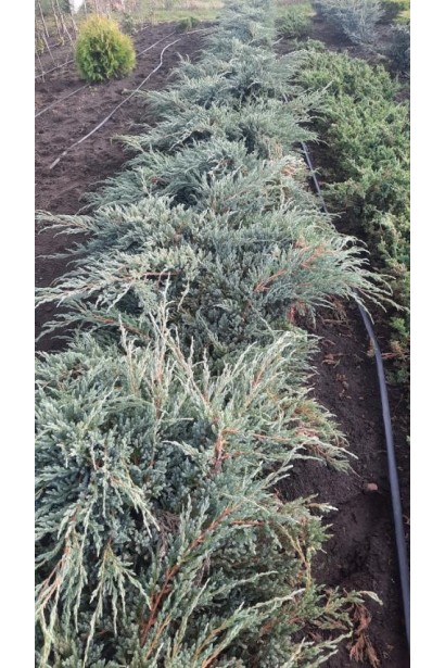 Можжевельник чешуйчатый Блю Карпет - ком55кг/вис.35-45см/Ø80-100см